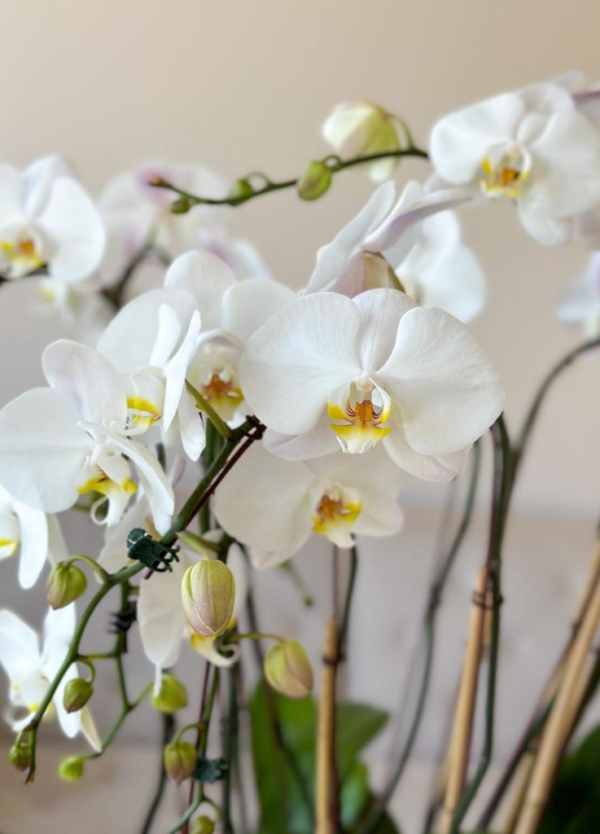 Phalaenopsis, also known as moth orchids in a concrete bowl with preserved moss and succulents.