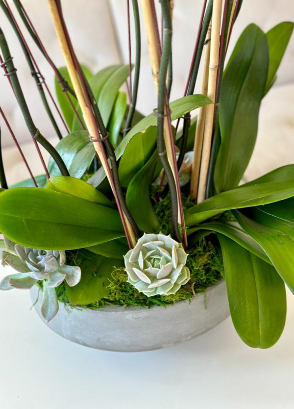 Phalaenopsis, also known as moth orchids in a concrete bowl with preserved moss and succulents.